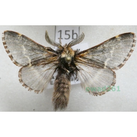 Poecilocampa populi (Linnaeus, 1758) male Czech15b